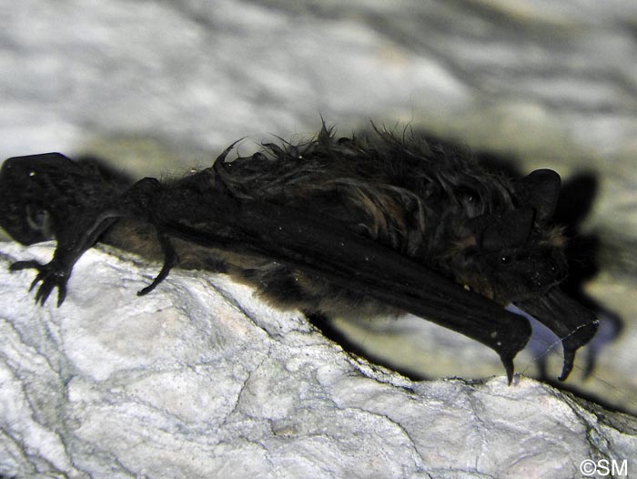 Eptesicus nilssonii