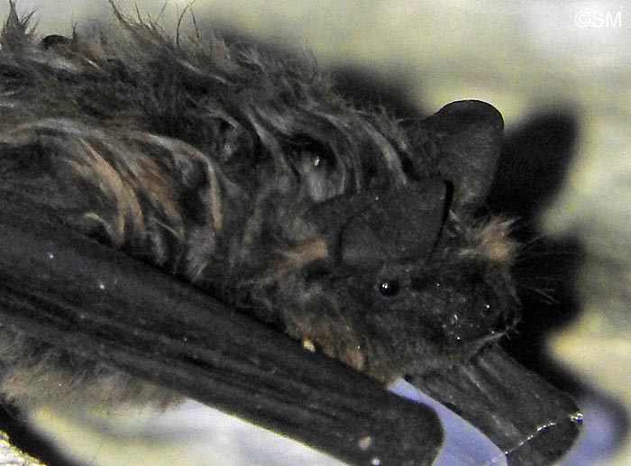 Eptesicus nilssonii