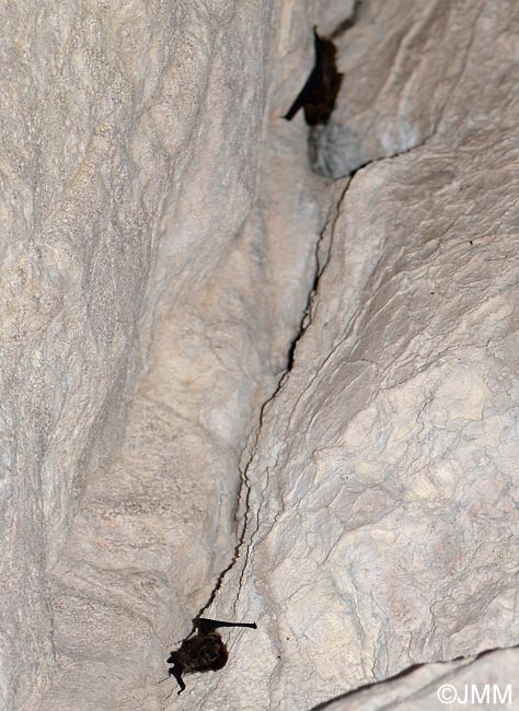 Eptesicus nilssonii