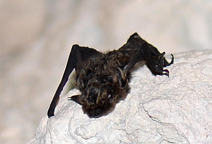 Eptesicus nilssonii