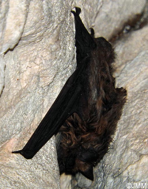 Eptesicus nilssonii