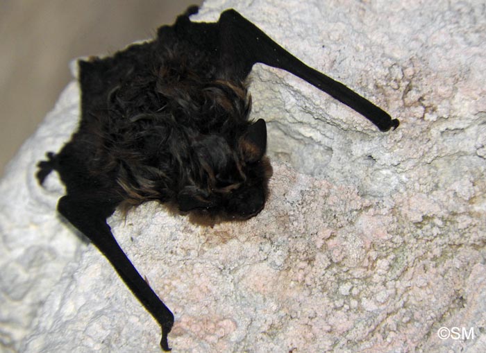 Eptesicus nilssonii