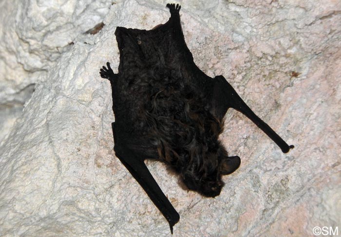 Eptesicus nilssonii