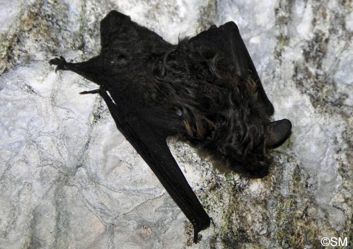 Eptesicus nilssonii