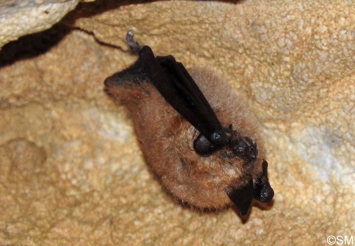 Eptesicus serotinus
