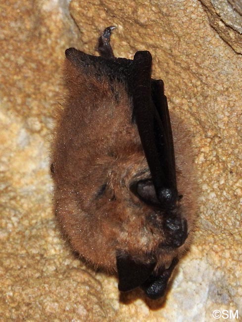 Eptesicus serotinus