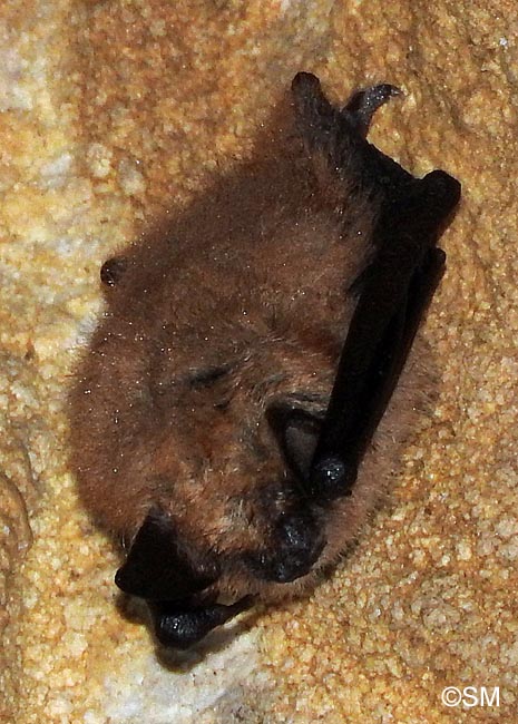 Eptesicus serotinus