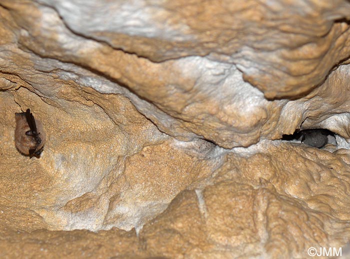 Eptesicus serotinus & Myotis mystacinus