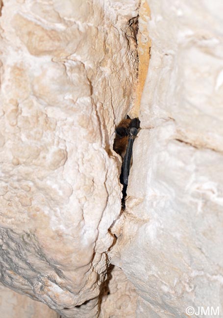 Eptesicus serotinus : Srotine commune