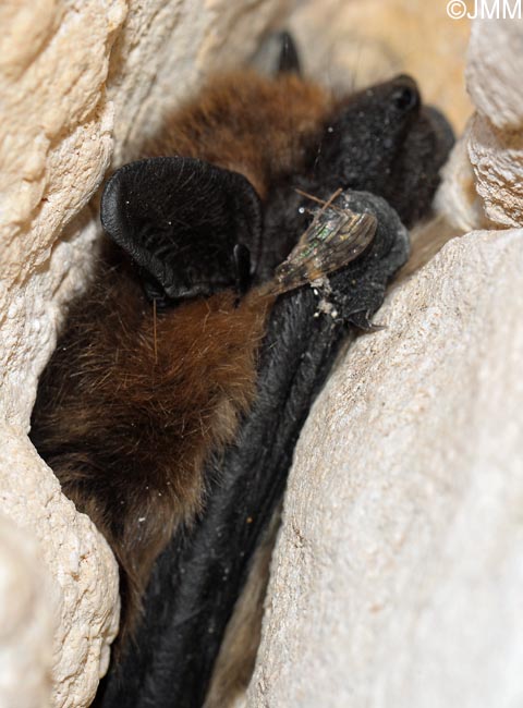 Eptesicus serotinus : Srotine commune