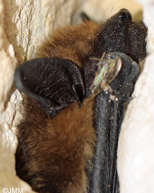 Eptesicus serotinus : Srotine commune