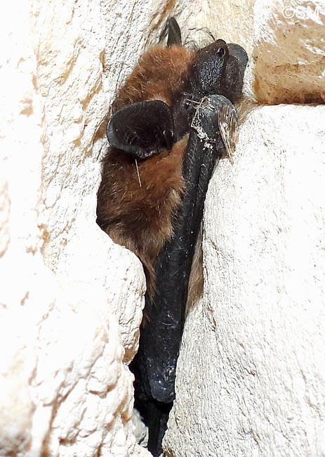 Eptesicus serotinus : Srotine commune