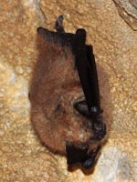 Eptesicus serotinus