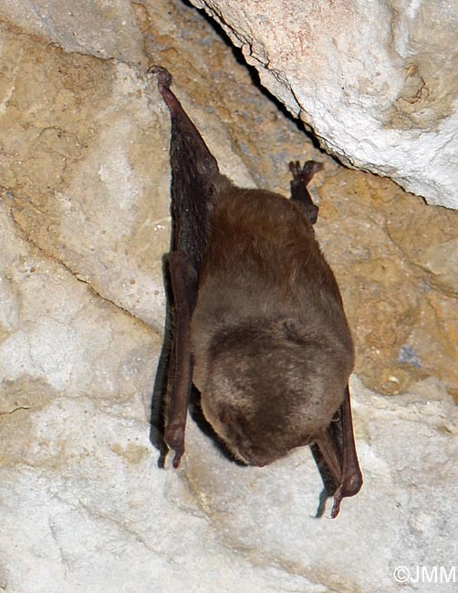 Miniopterus schreibersii