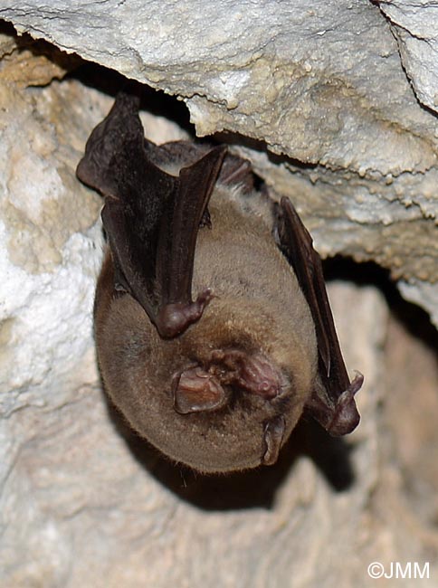 Miniopterus schreibersii