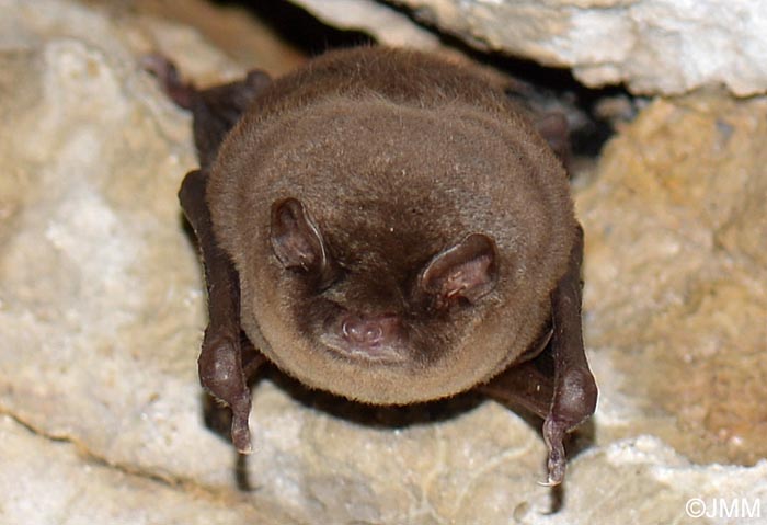 Miniopterus schreibersii