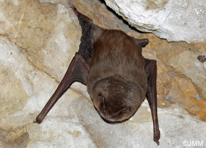 Miniopterus schreibersii