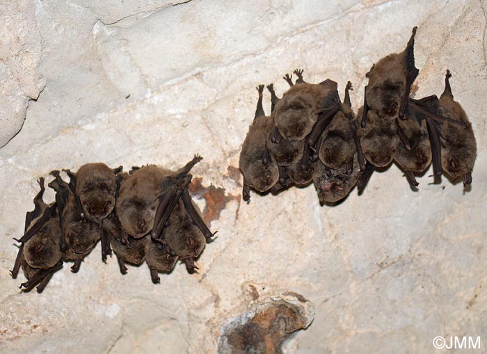 Miniopterus schreibersii