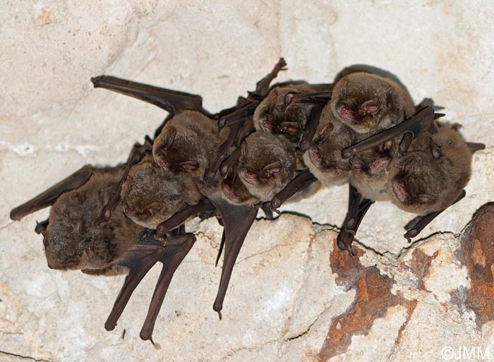 Miniopterus schreibersii