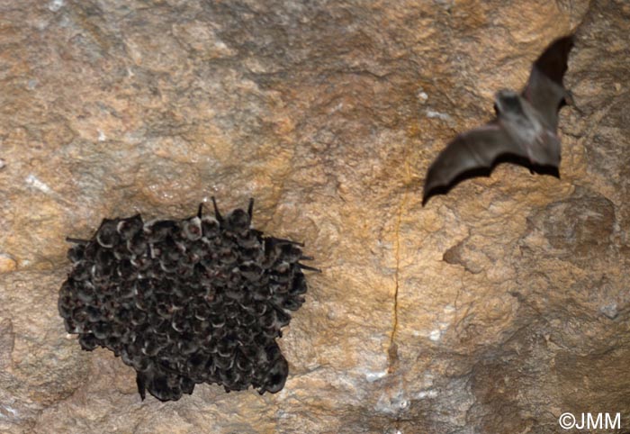 Miniopterus schreibersii