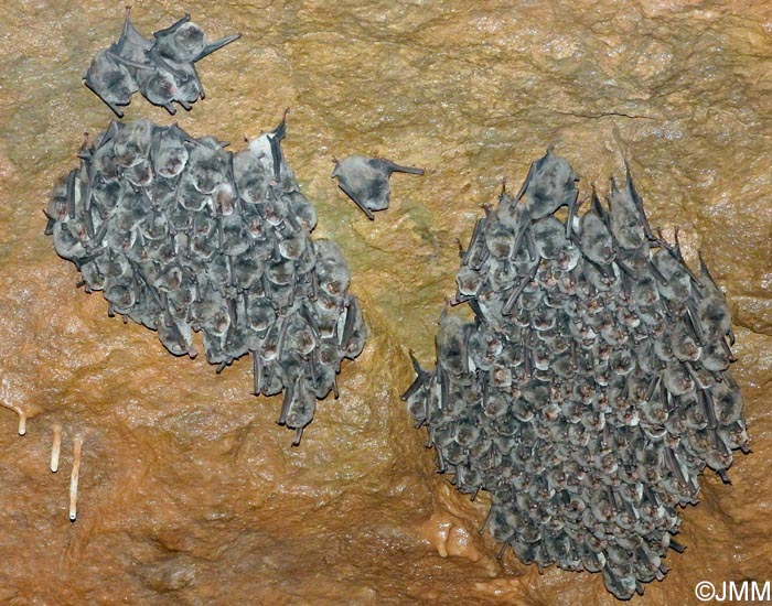 Miniopterus schreibersii