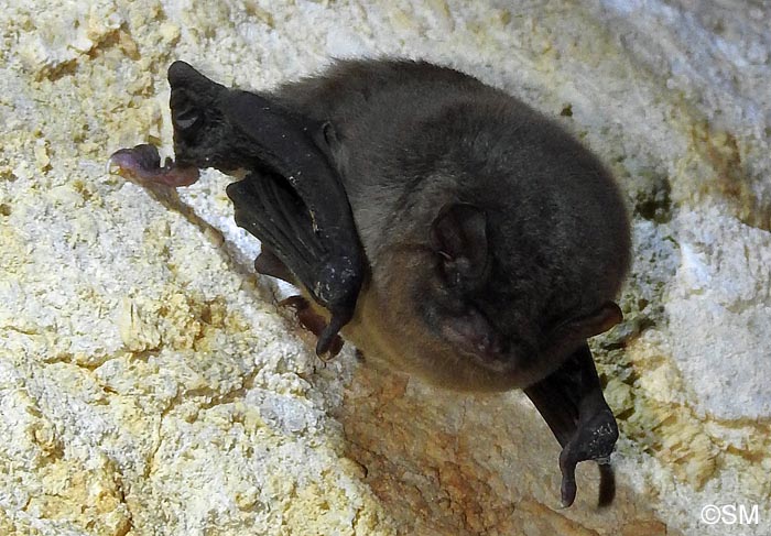 Miniopterus schreibersii