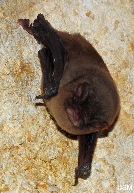 Miniopterus schreibersii