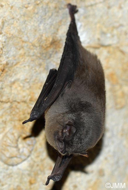 Miniopterus schreibersii