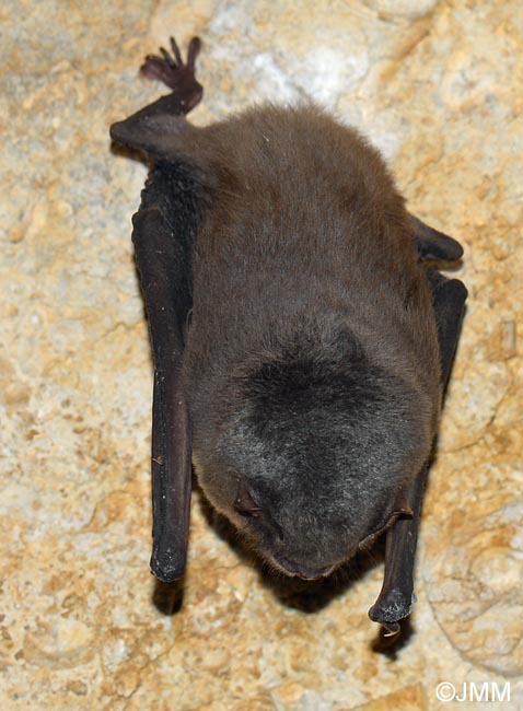 Miniopterus schreibersii