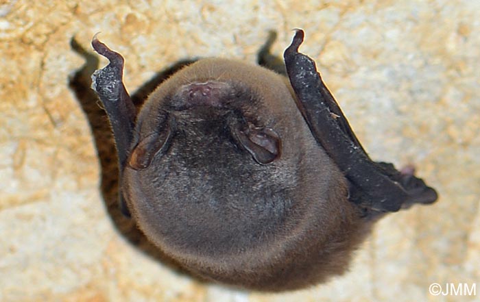 Miniopterus schreibersii
