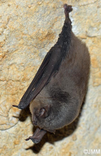 Miniopterus schreibersii