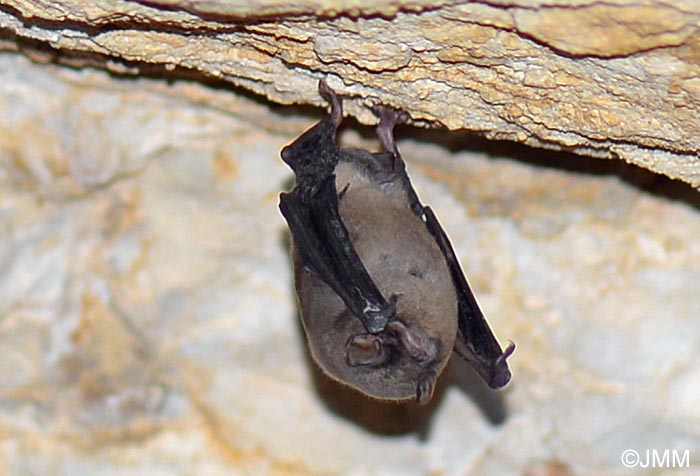 Miniopterus schreibersii