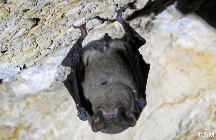 Miniopterus schreibersii