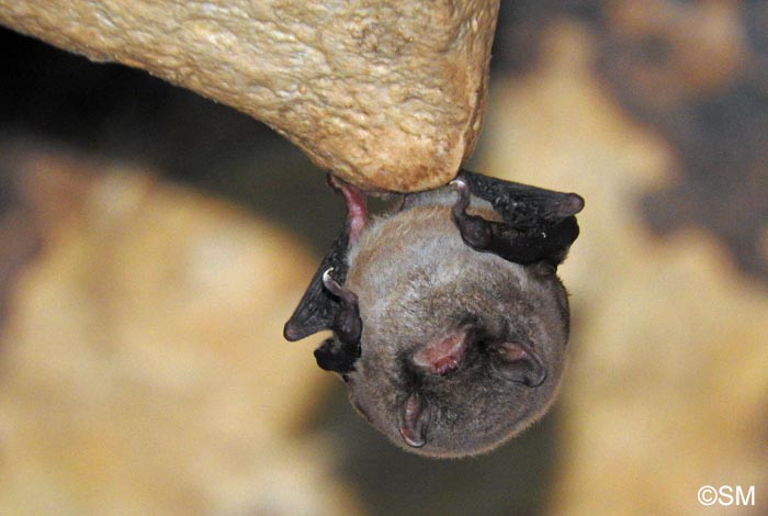 Miniopterus schreibersii