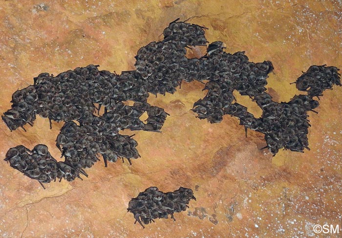 Miniopterus schreibersii