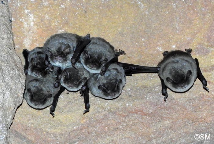 Miniopterus schreibersii
