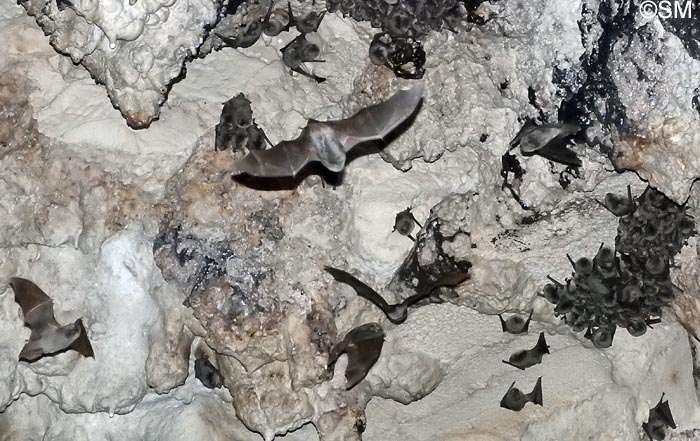 Miniopterus schreibersii
