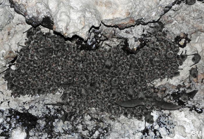 Miniopterus schreibersii