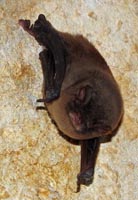 Miniopterus schreibersii