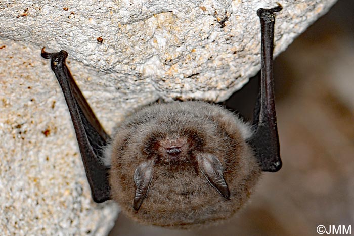 Myotis alcathoe : Murin d'Alcathoe