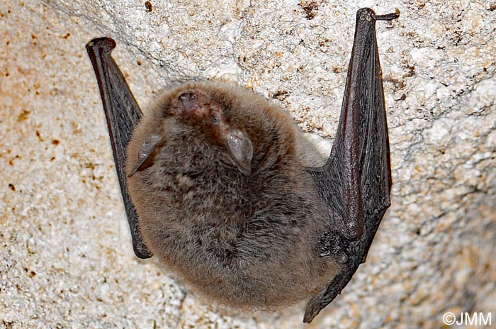 Myotis alcathoe : Murin d'Alcathoe