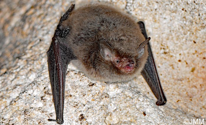 Myotis alcathoe : Murin d'Alcathoe