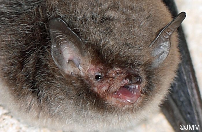 Myotis alcathoe : Murin d'Alcathoe