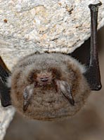Myotis alcathoe