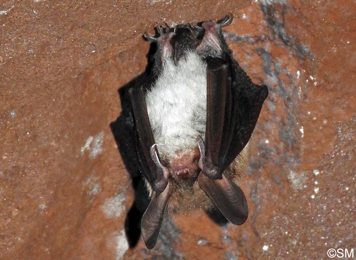 Myotis bechsteinii
