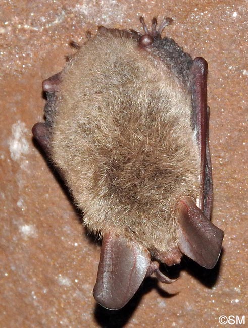 Myotis bechsteinii