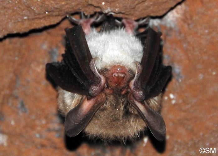 Myotis bechsteinii