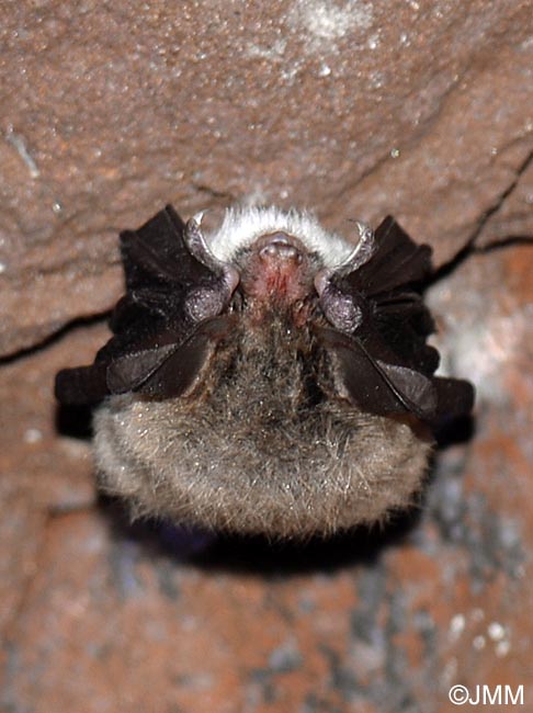 Myotis bechsteinii