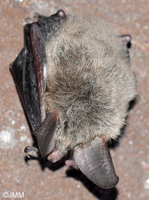 Myotis bechsteinii