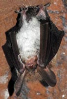 Myotis bechsteinii